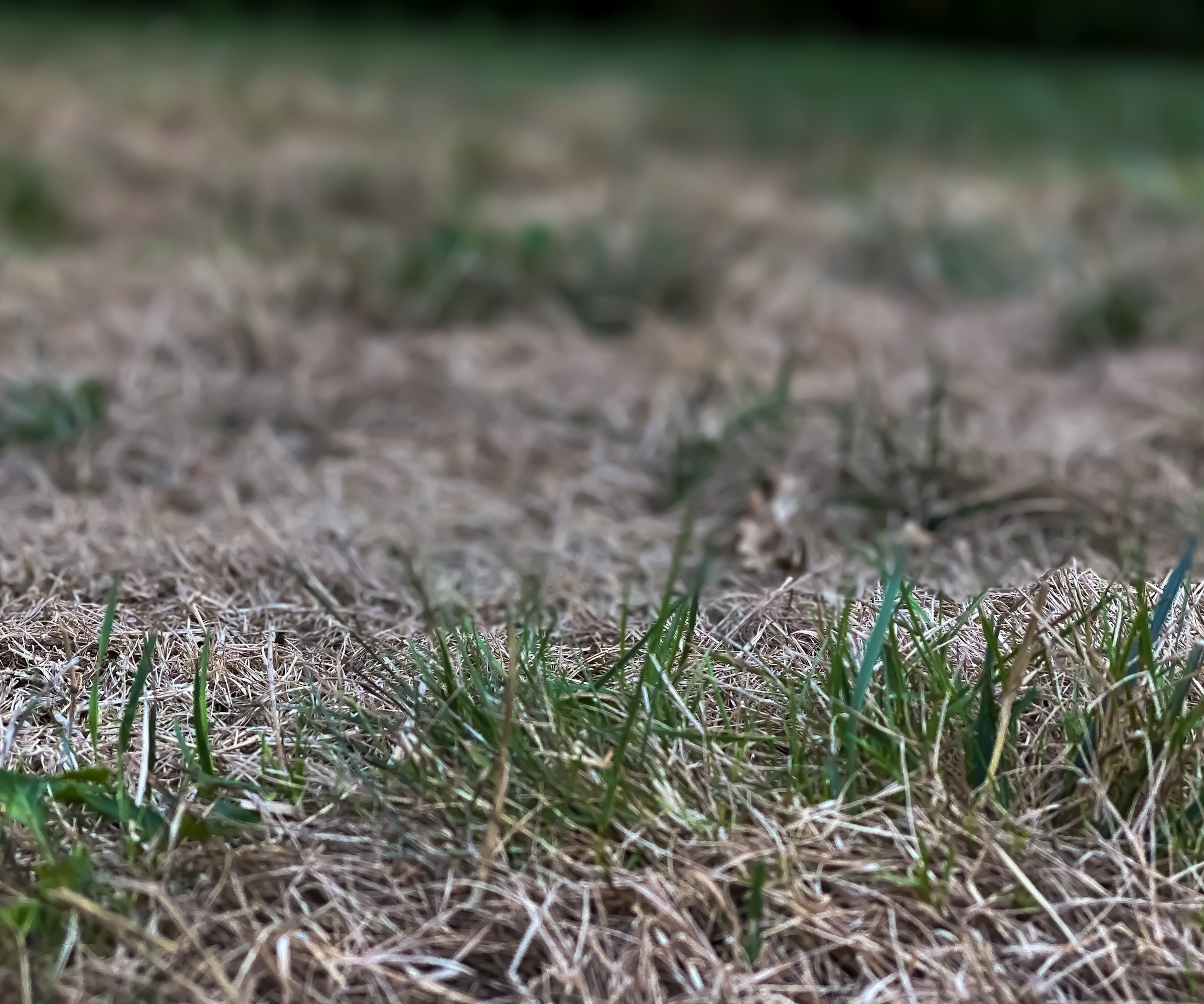 Dry, brown lawn during a hot summer
