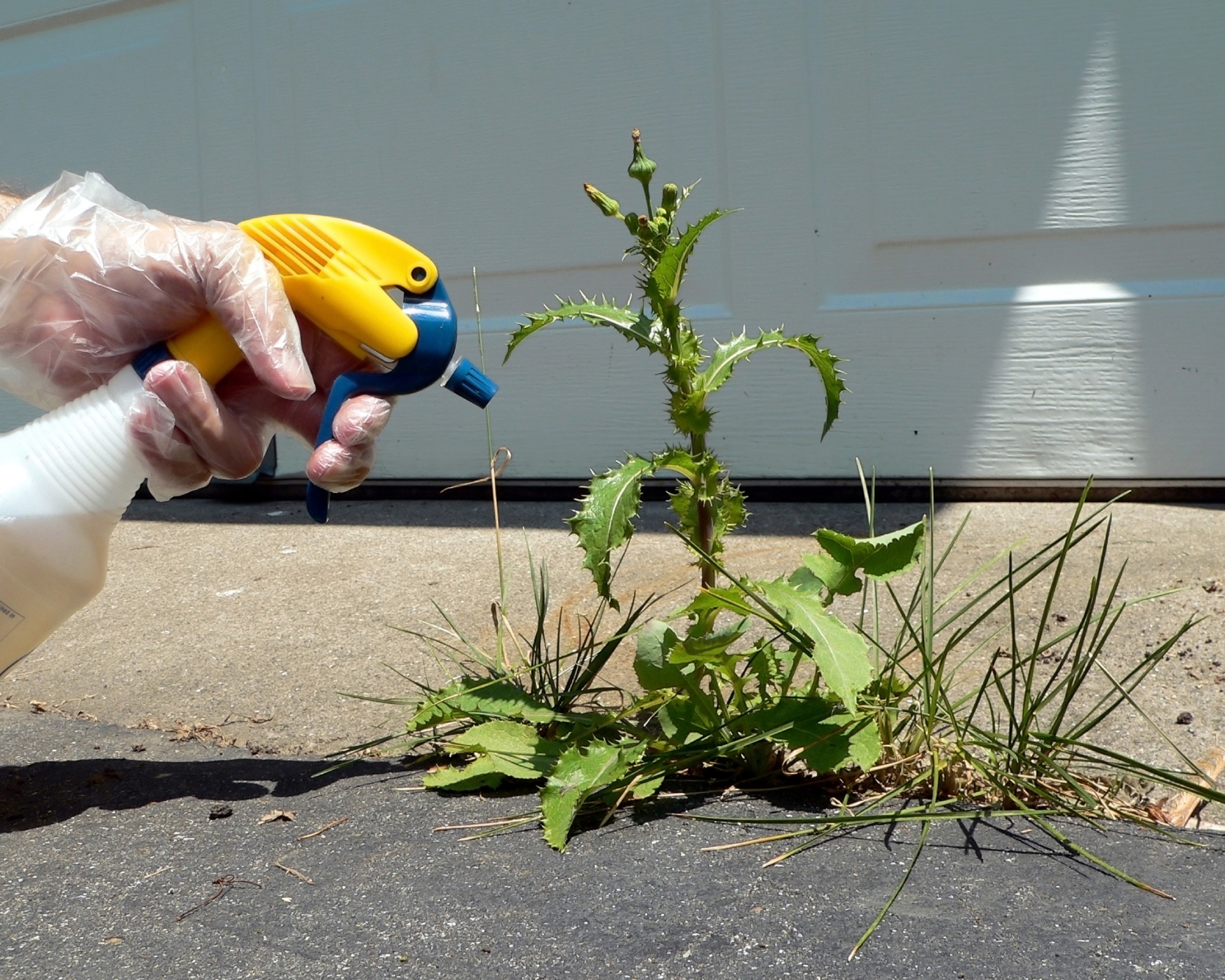 Gardener sprays weeds with weed killer