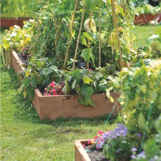 Wooden raised vegetable bed with vegetable plants on lawn in garden