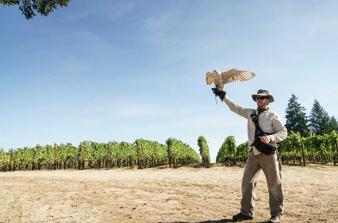 falconer_in_the_vineyard.jpg