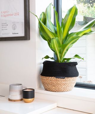 Dracaena fragrans ‘Burley’ in a pot on kitchen windowsill