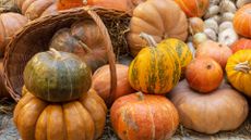 How to grow pumpkins from seeds – pumpkin display