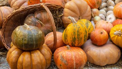 How to grow pumpkins from seeds – pumpkin display