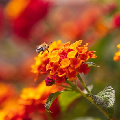 A bee, anthophora, in flight, approaching a flower on a Lantana bush.