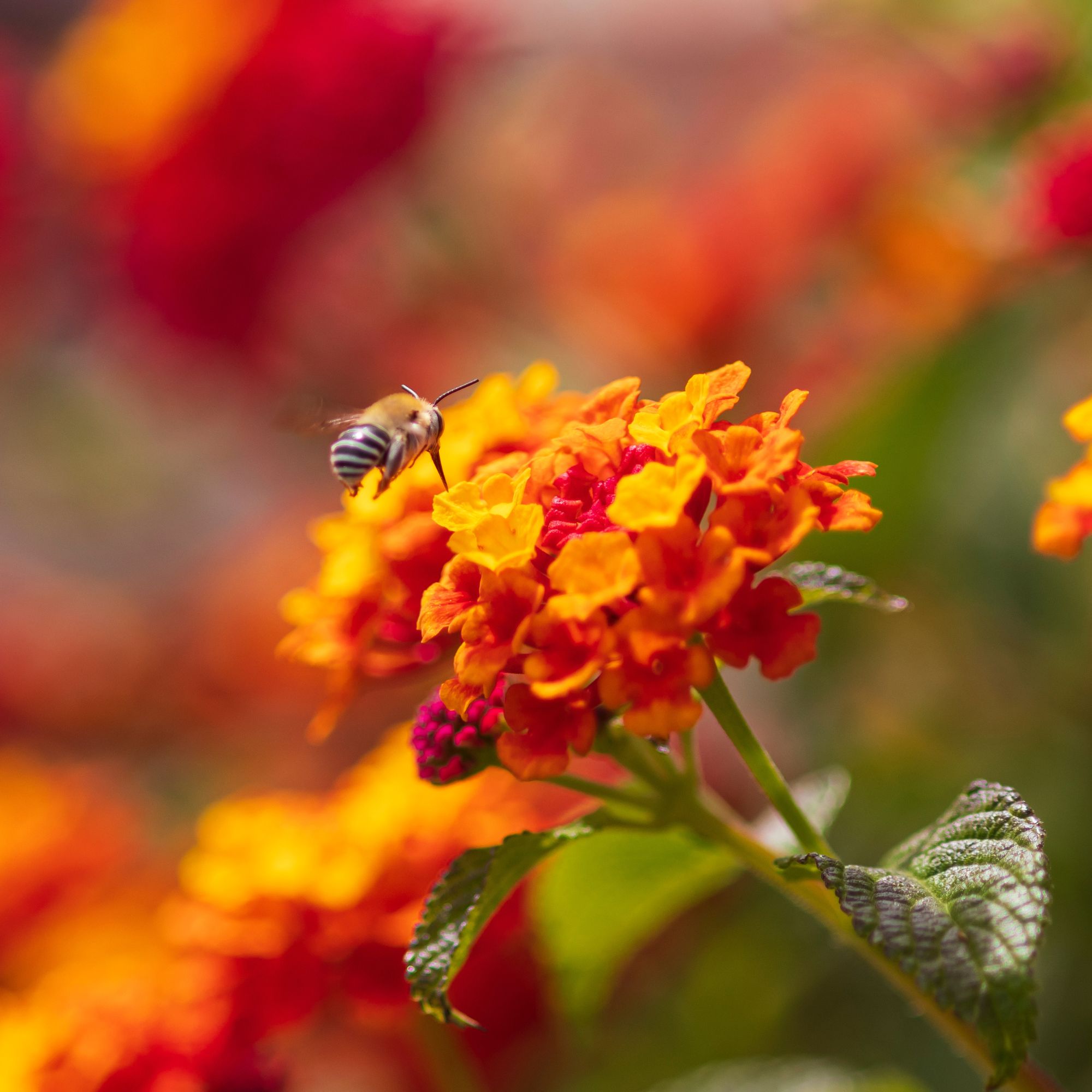 A bee, anthophora, in flight, approaching a flower on a Lantana bush.
