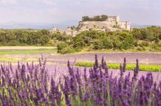 Lavender field, AOC vineyards and Grignan Castle