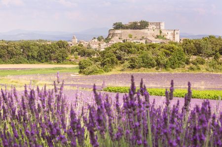 Lavender field, AOC vineyards and Grignan Castle