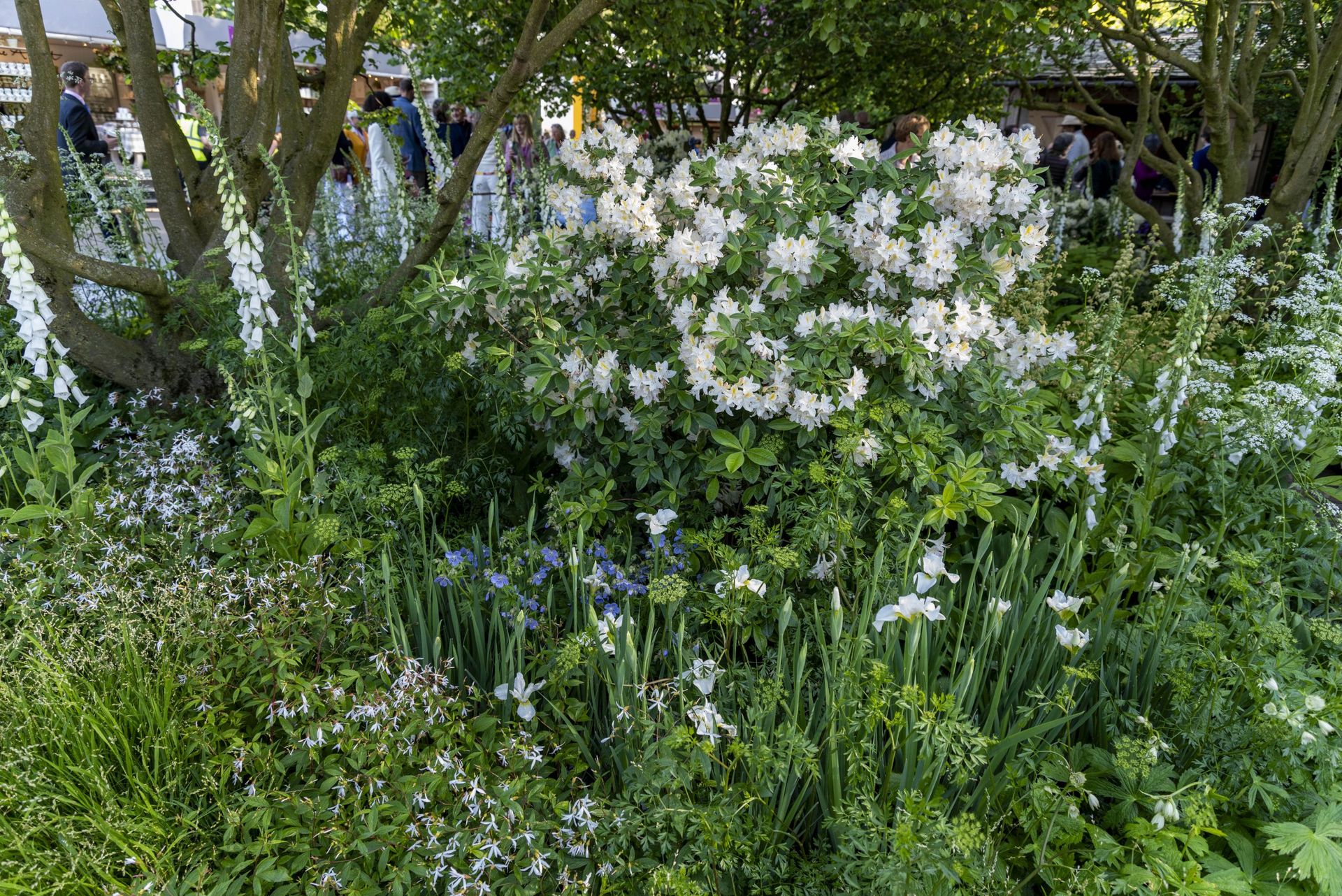 Stuart Medhurst Rhs The creation of Tom Stuart-Smith's showstopping garden at RHS Chelsea ...