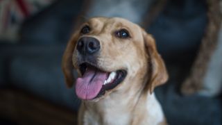 Happy Labrador with tongue hanging out