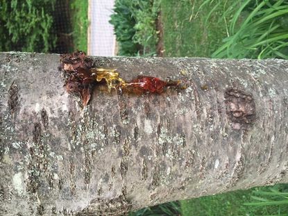 Bacterial Canker On Cherry Tree