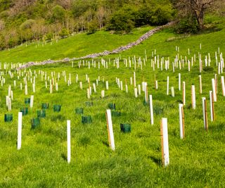 young trees growing in tubes in a field