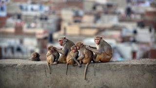 Rhesus Macaques groom each other in Jaipur, India.