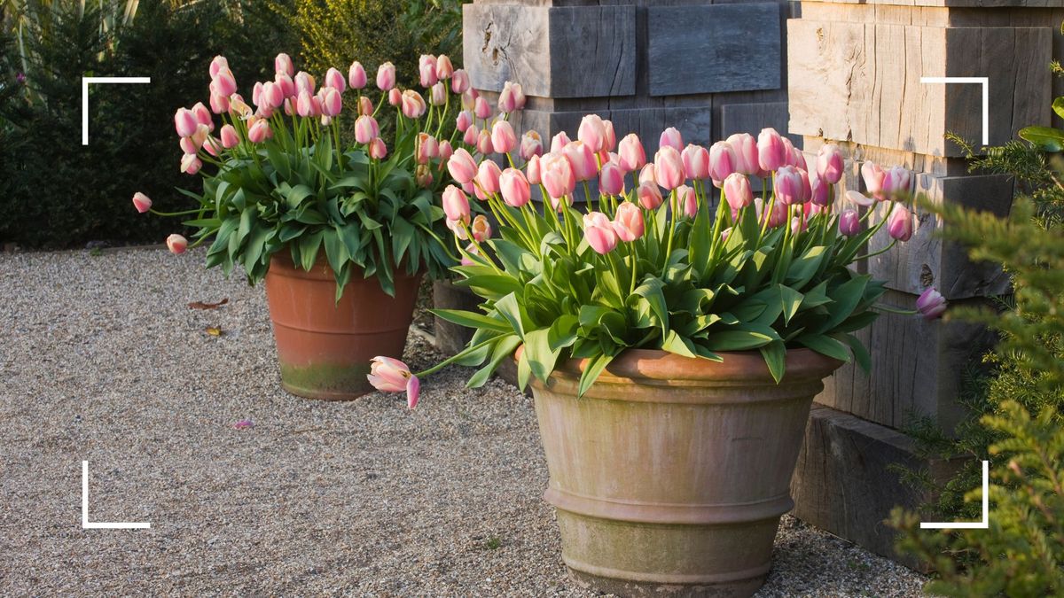 Est-il trop tard pour planter des bulbes de tulipes ? Les jardiniers professionnels révèlent tout