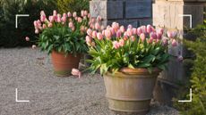 picture of pink tulips in two pots