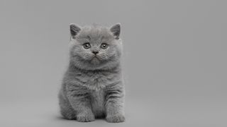 British Shorthair cat