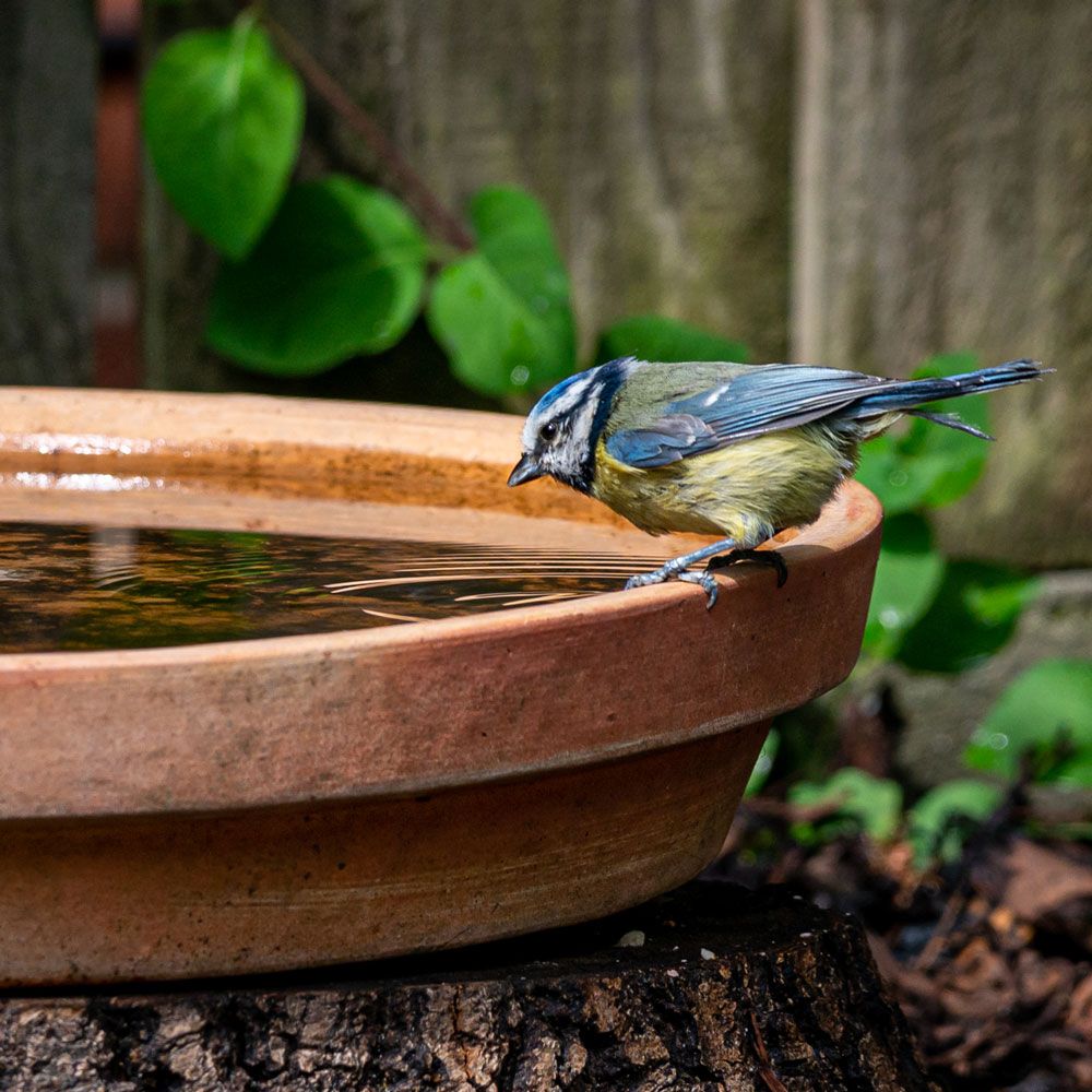 Entretien hivernal du bain d'oiseaux 