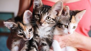 Person holding three baby kittens