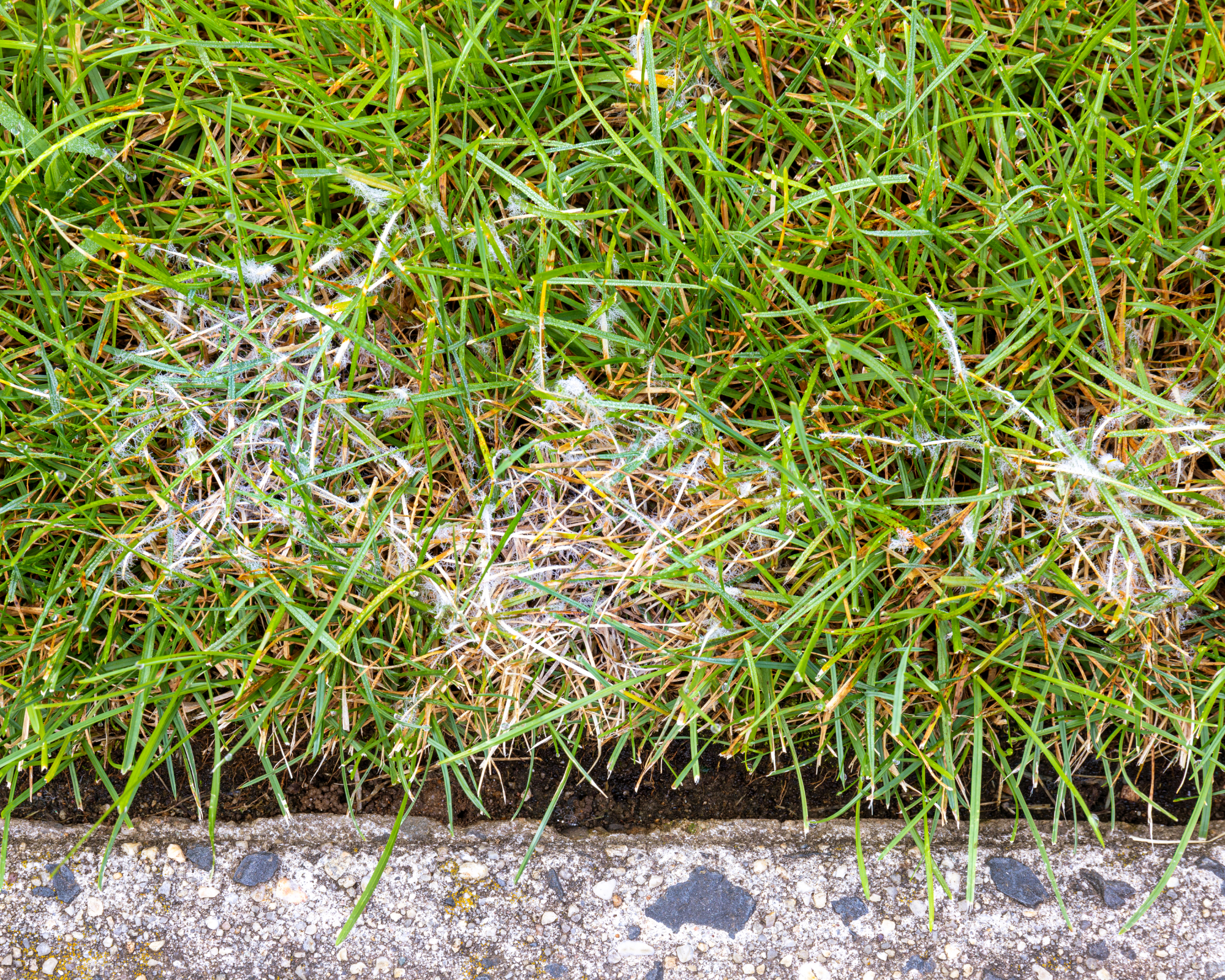 dollar spot fungus on grass