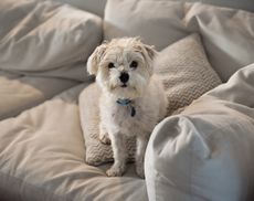 That face. Those eyes. Who would have thought such a lovely little dog could cause such stress?