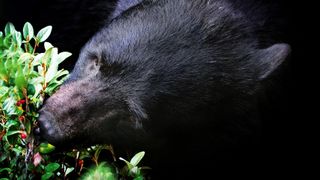 Black bear eating berries from bush