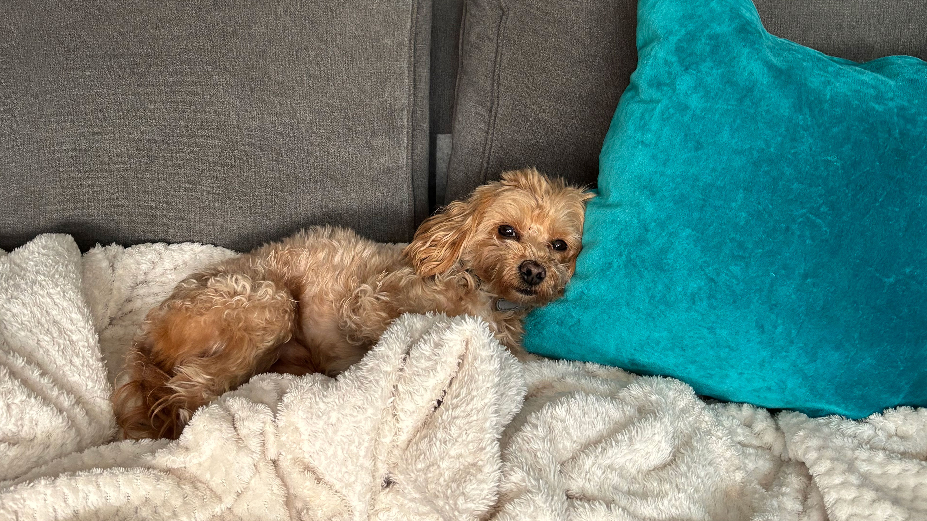 Golden maltipoo dog lying on cream throw and beside turquoise cushion on grey sofa