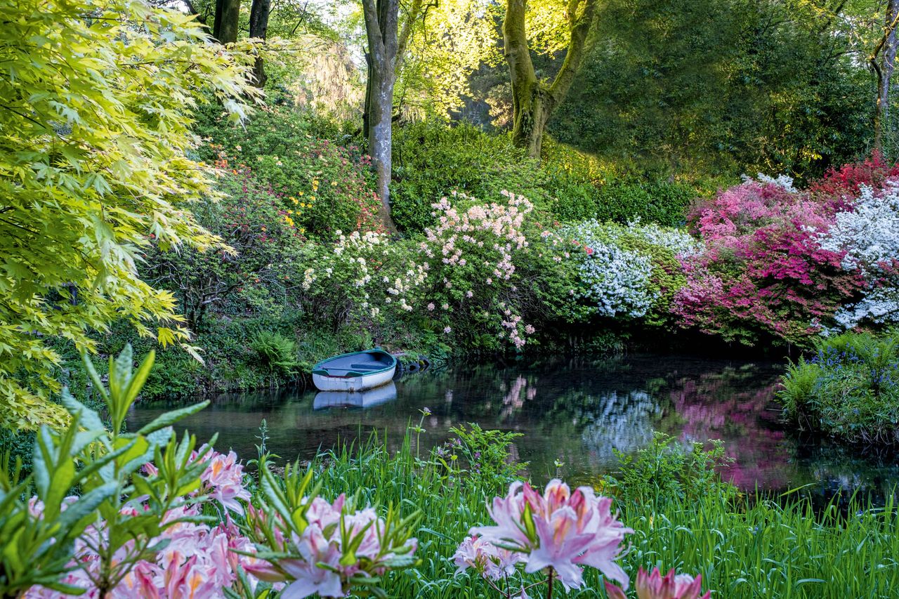 Lukesland Gardens, Ivybridge, Devon. By 1975, the pond in the woods at Lukesland had silted up and had to be cleared. Many of the rhododendrons came from the Rothschilds’ Exbury gardens in Hampshire, but in the rush of planting were not labelled. ©Mark Bolton.