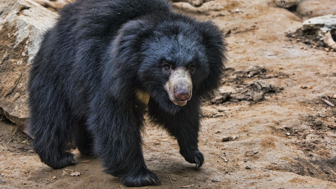 a sloth bear walks in the dirt