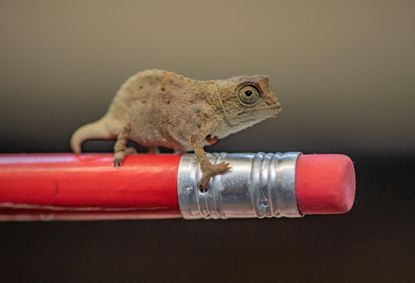 A pygmy chameleon.