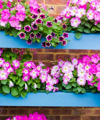 pallet wall planter filled with pink petunias