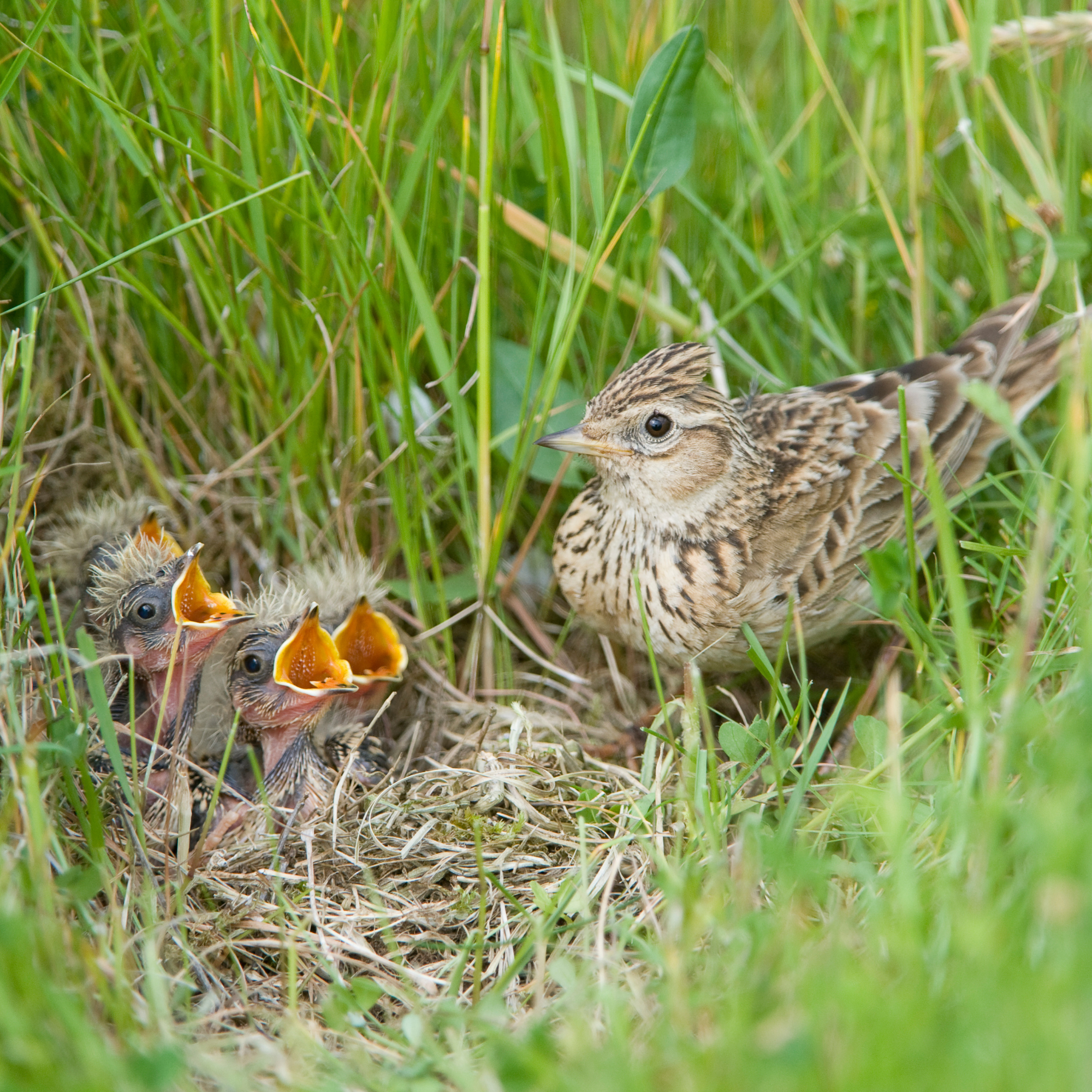 Skylark (Alauda arvensis) with begging chicks at nest, East Anglia, UK
