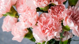 Bunch of pink carnations