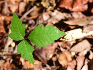 Poison Ivy Lookalikes