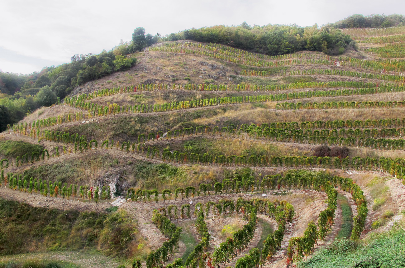 Rhone 2017 St Joseph