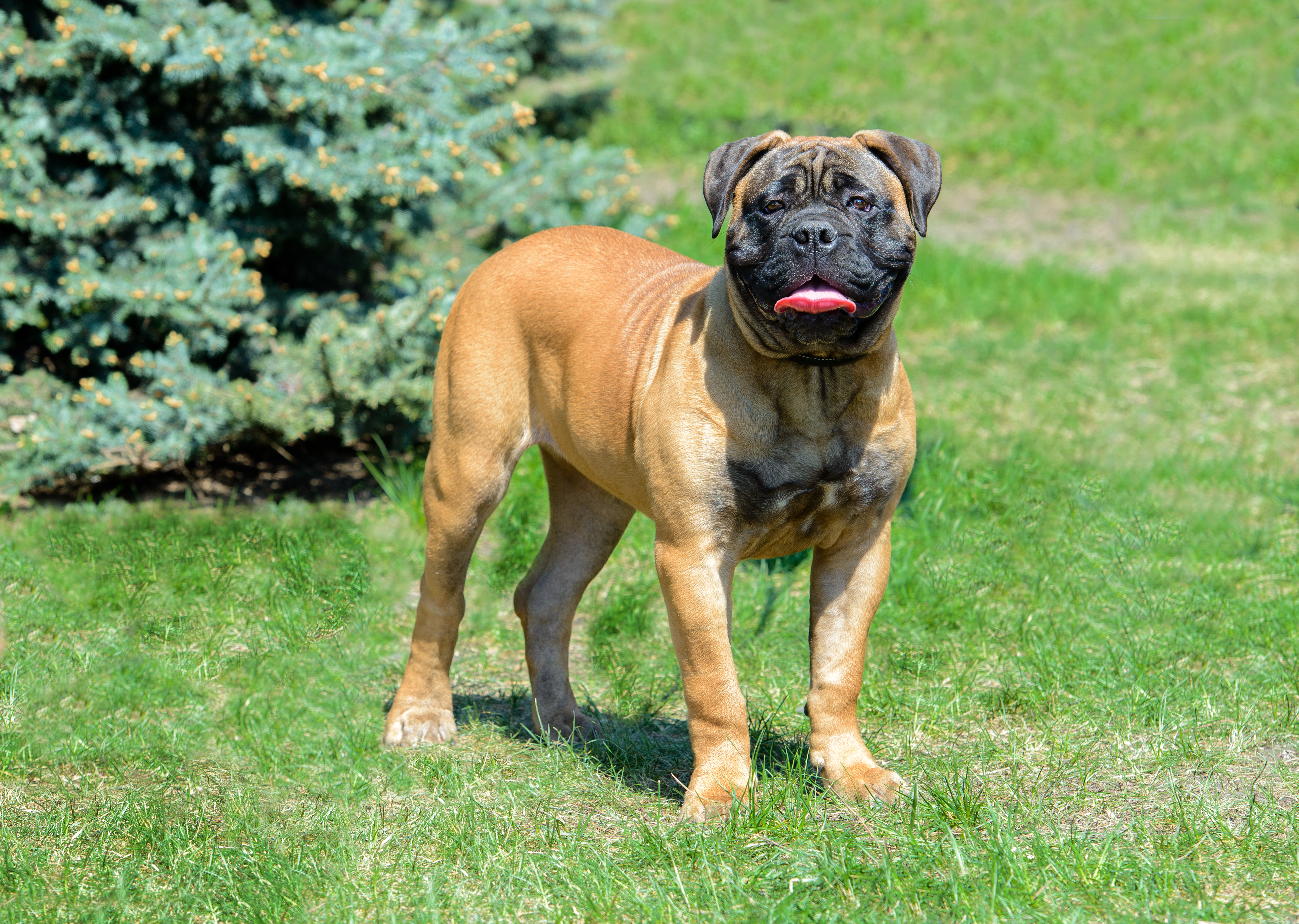 Bullmastiff standing in park
