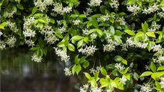 How to grow star jasmine