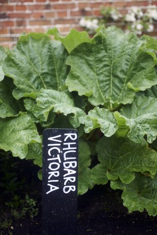 Rhubarb in ground with label