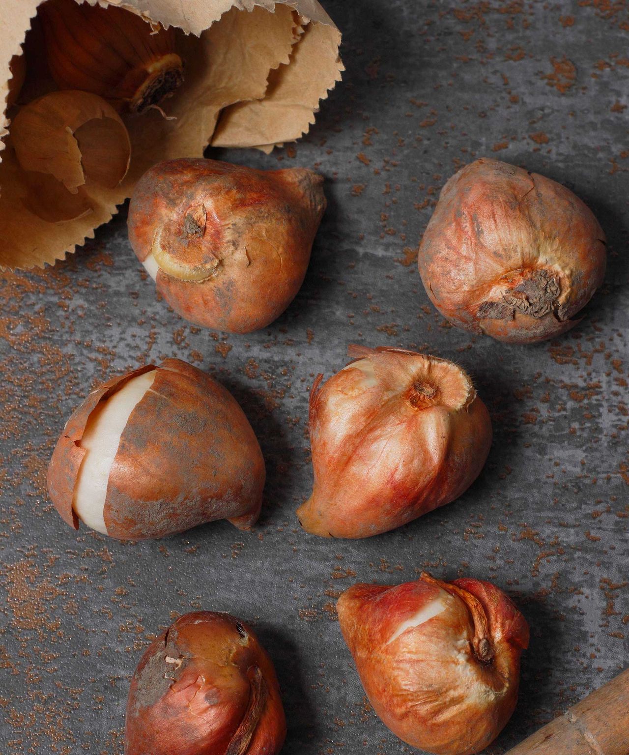 How and when to plant tulip bulbs expert advice Gardeningetc