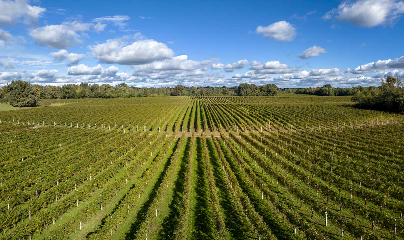 Vineyards in Ghemme, Piedmont.