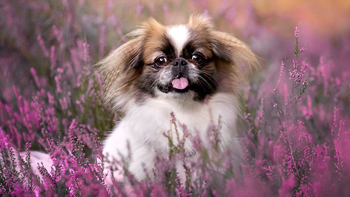 Pekingese: Breed profile and information | PetsRadar