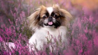 Pekingese dog sitting within pink flower meadow