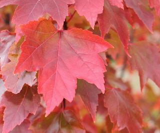red leaves of brandywine red maple tree