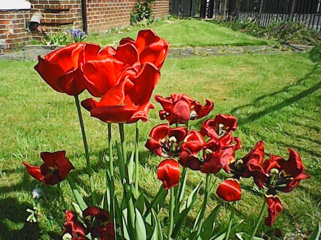 Low res photo taken on dumbphone of some flowers