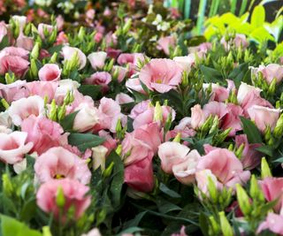 Pink lisianthus flowers in bloom