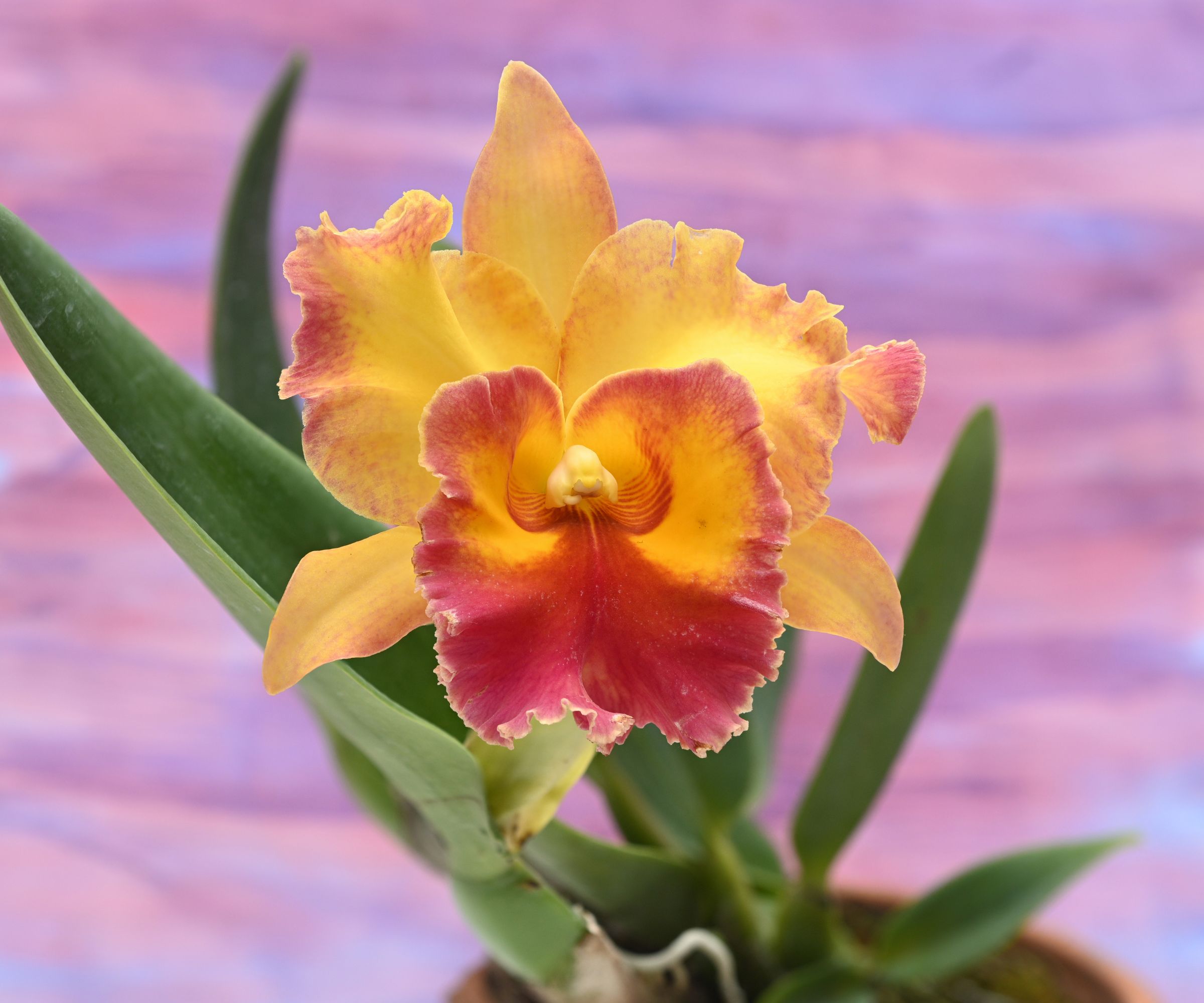 Close-up of a Cattleya orchid flower on a colorful background.