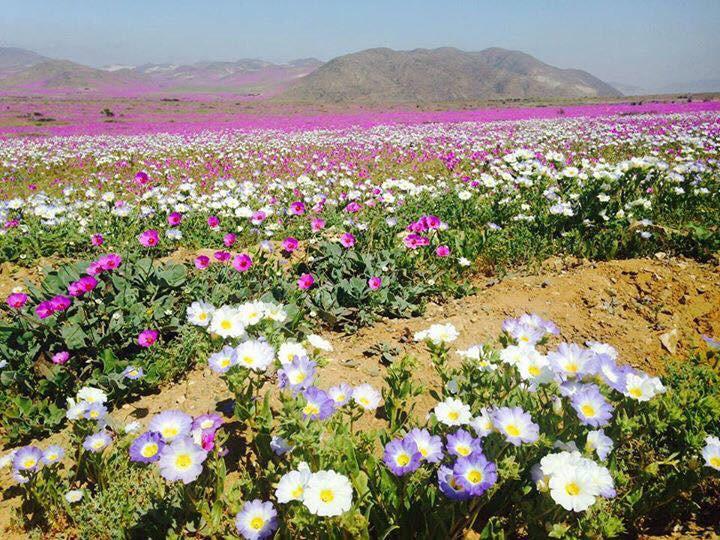 In Images: Stunning Flower Fields of the Atacama Desert | Live Science