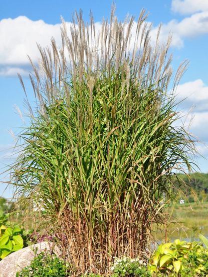 Tall Flame Grass