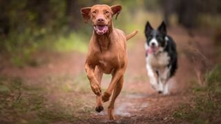 Two dogs recall training running towards camera