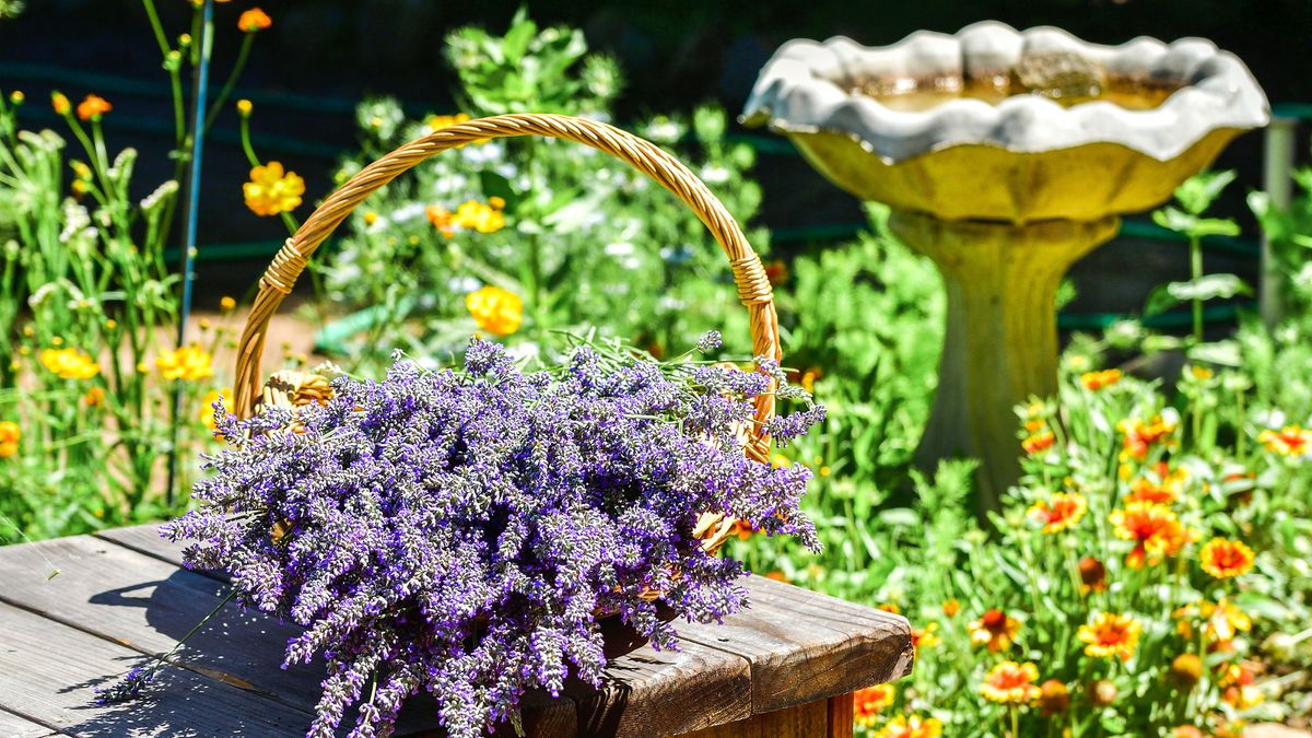 Plant These 8 Herbs Around Your Bird Bath to Encourage More Birds and Deter Pests