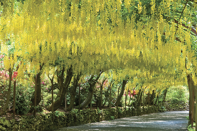floral arches