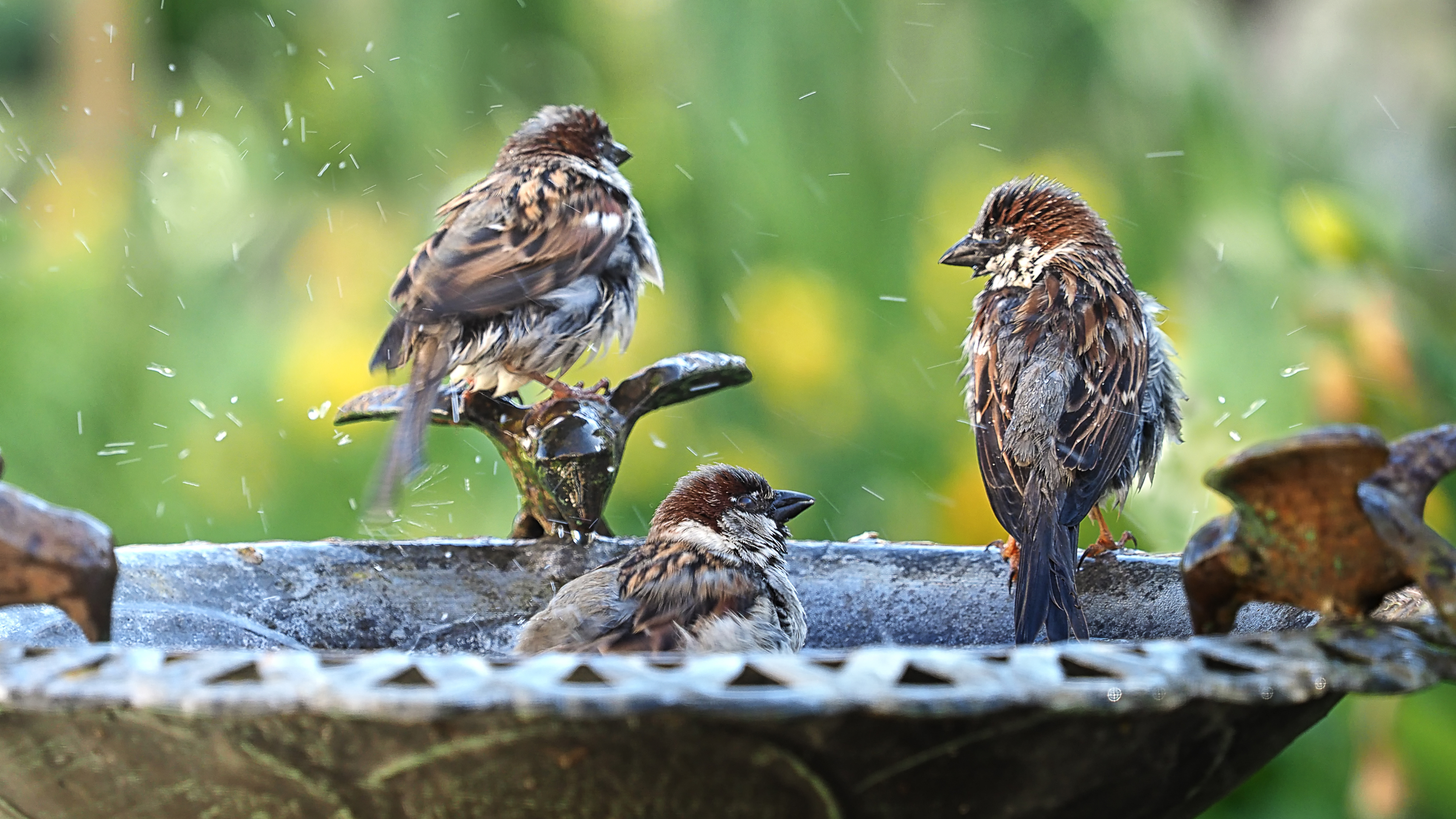 Three sparrows enjoying a birdbath.